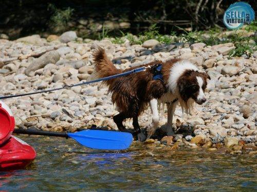 Descenso-del-Sella-con-perro16