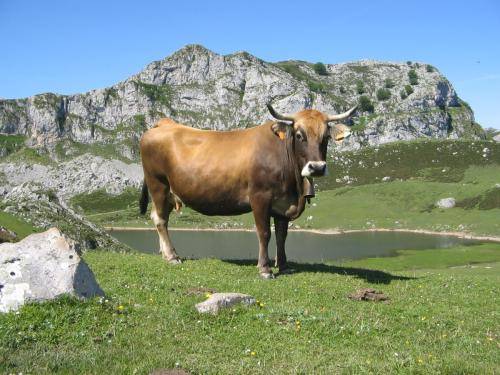 Picos de Europa - 02-06-2006 (10)